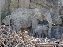 Tiergarten Schönbrunn am 05.03.2026